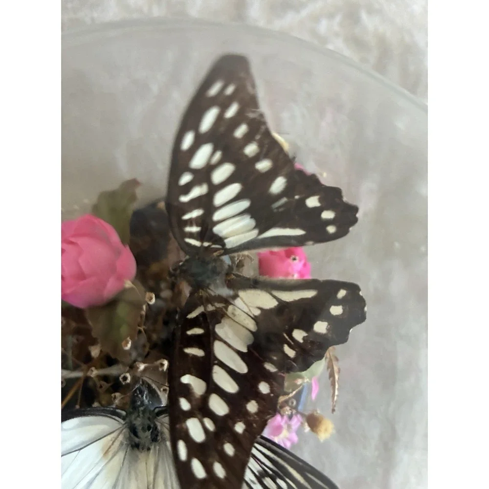 Vintage Butterfly Taxidermy Dried And Faux Pink Flowers In Glass Dome‎ Decor